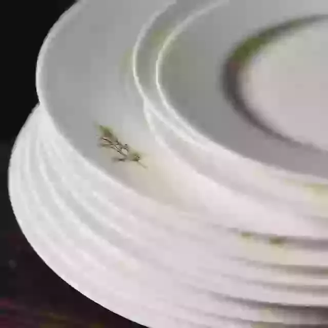 Fine Bone China Plates